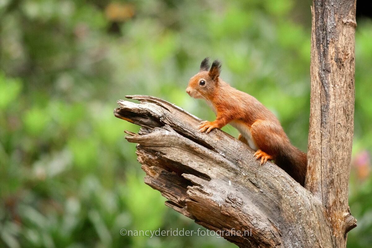 eekhoorns, eekhoorn, red-squirrel, knaagdieren, klimmen, acrobaat