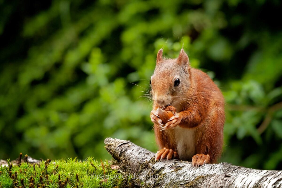 eekhoorns, eekhoorn, red-squirrel, knaagdieren, walnoten