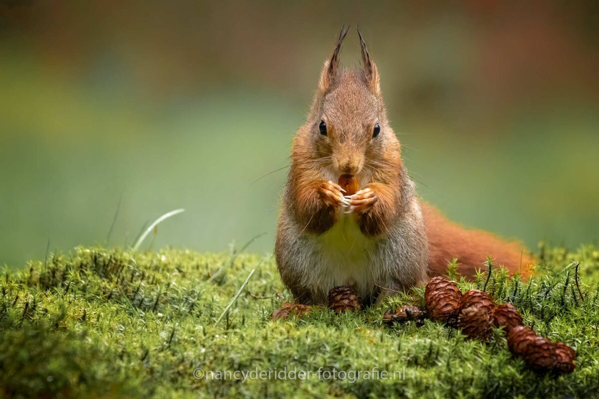 eekhoorns, eekhoorn, red-squirrel, knaagdieren, walnoten