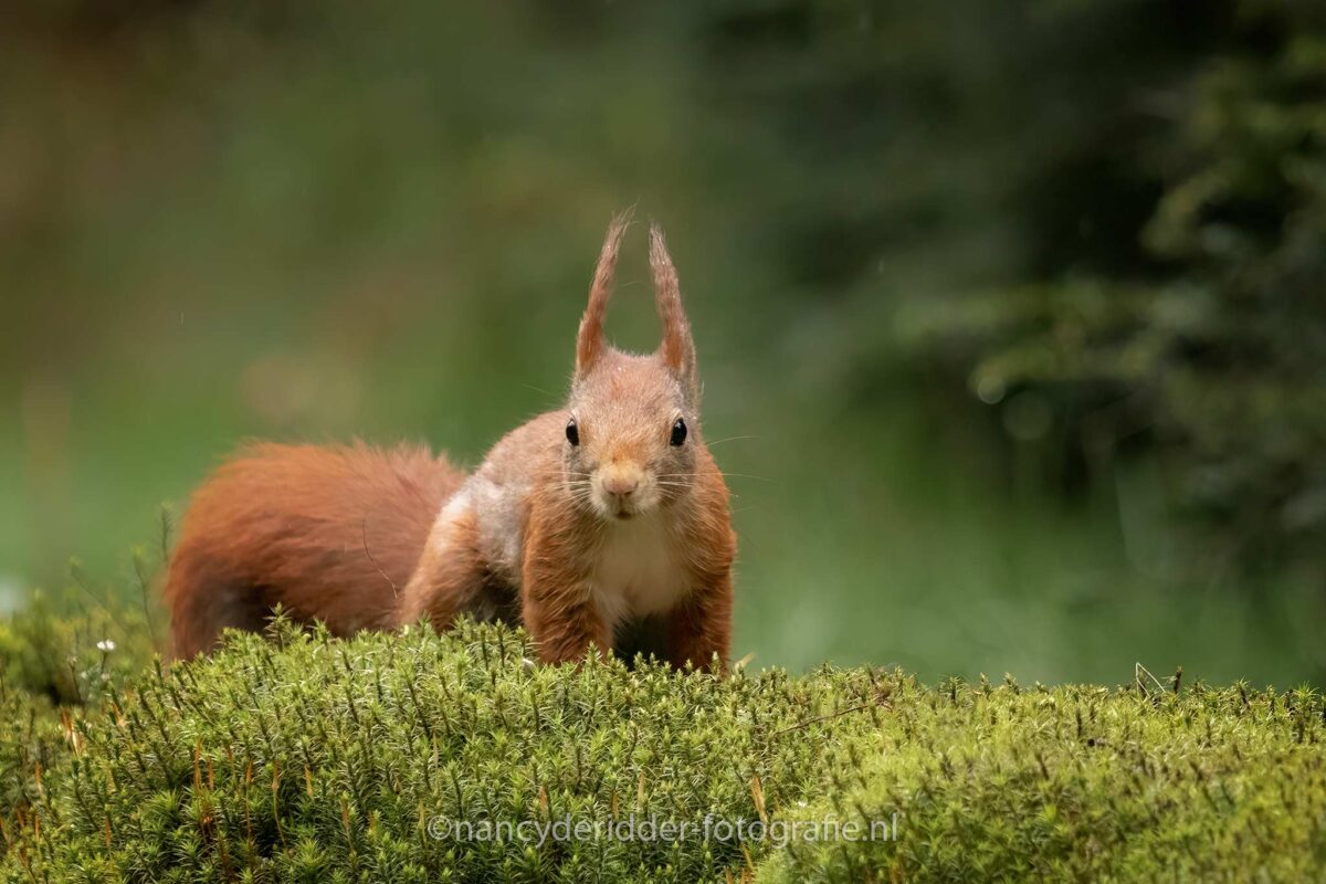 squirrel, red-squirrel, rode-eekhoorn, nieuwsgierig