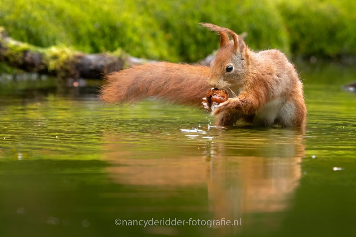 eekhoorns, eekhoorn, red-squirrel, vogelhut, squirrels, oorpluimen