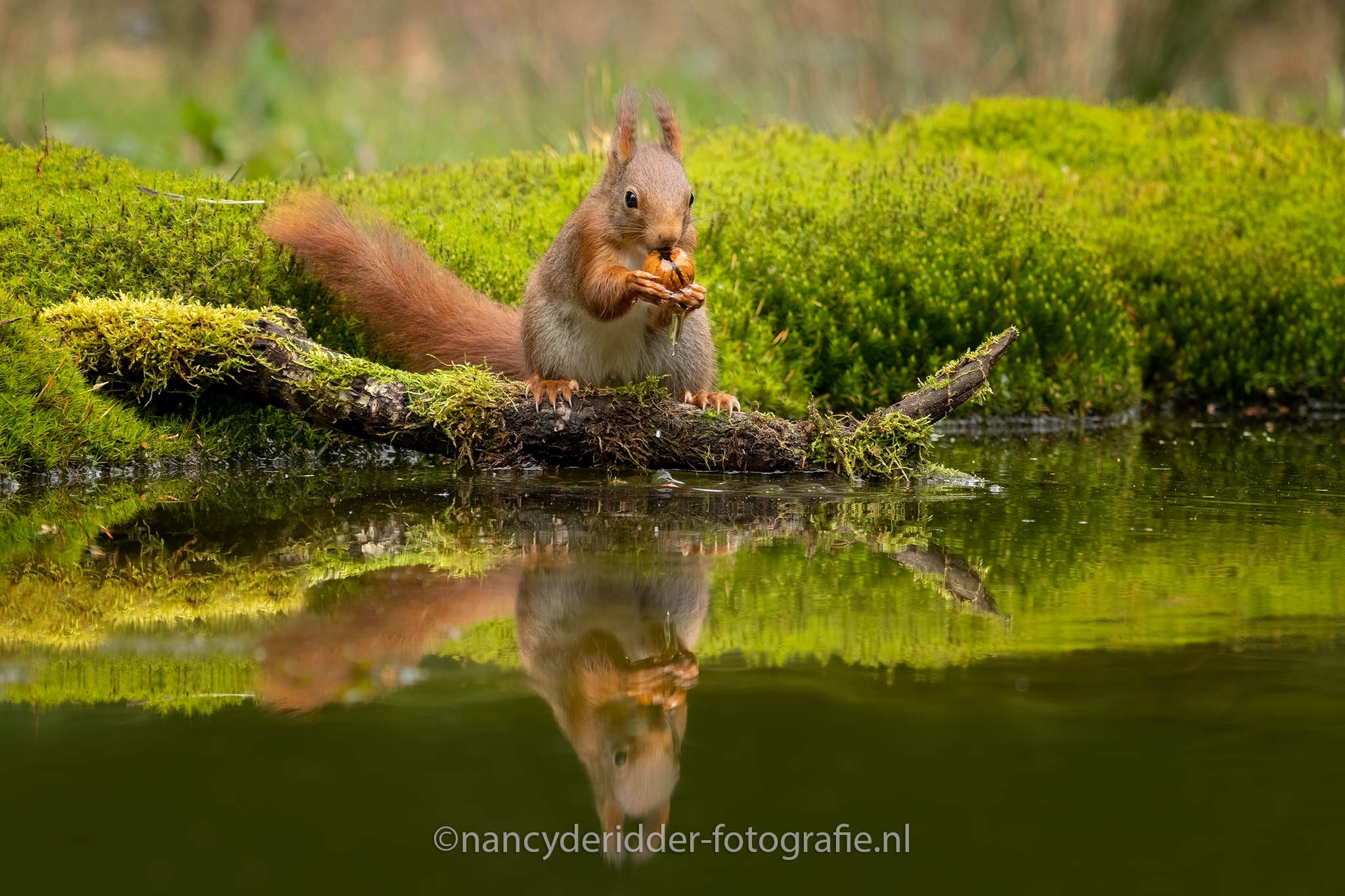 eekhoorns, eekhoorn, red-squirrel, vogelhut, squirrels, balans