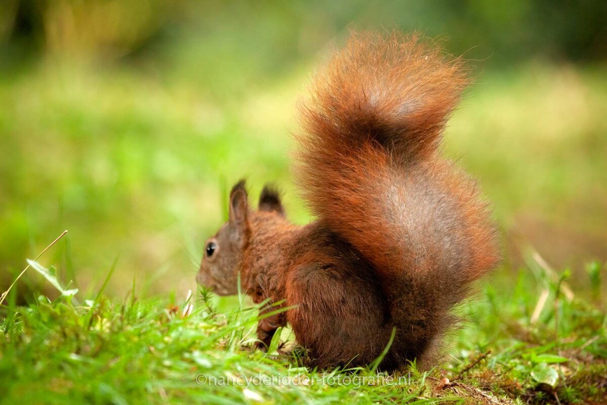 eekhoorns, eekhoorn, red-squirrel, vogelhut, squirrels, pluimstaart
