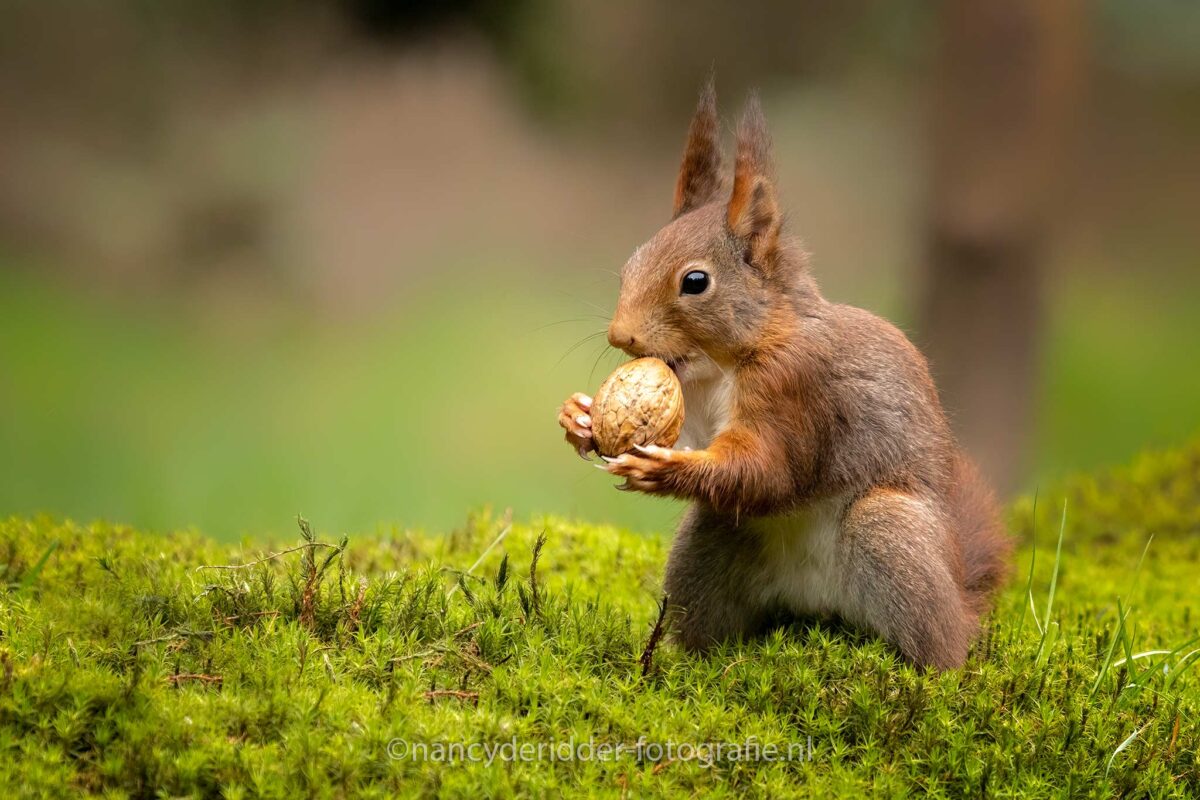 eekhoorns, eekhoorn, red-squirrel, vogelhut, squirrels
