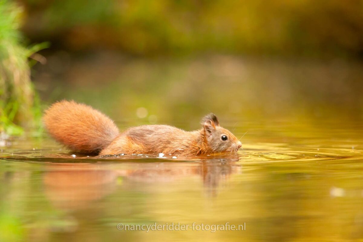 eekhoorn, rode-eekhoorn, red-squirrel