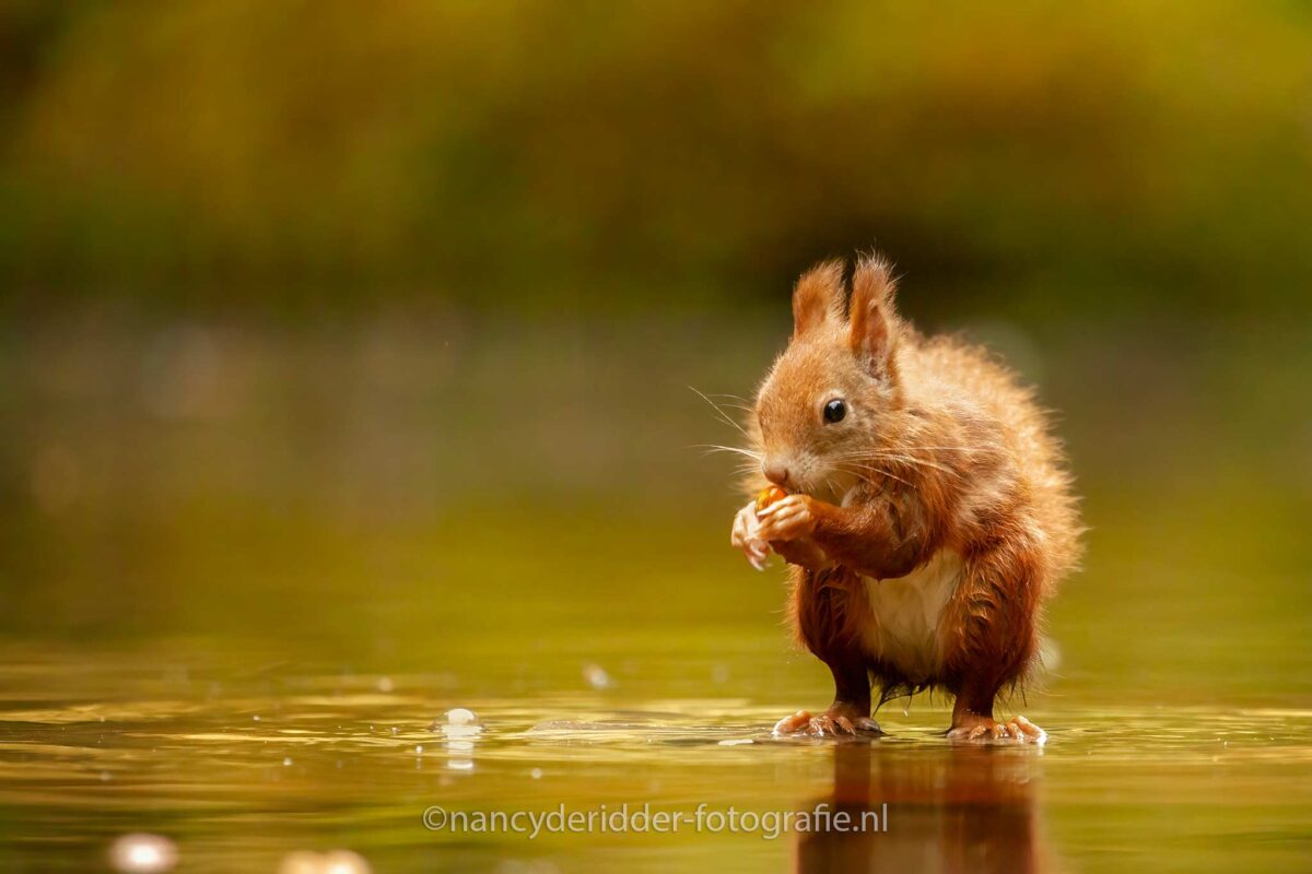 eekhoorn, rode-eekhoorn, red-squirrel