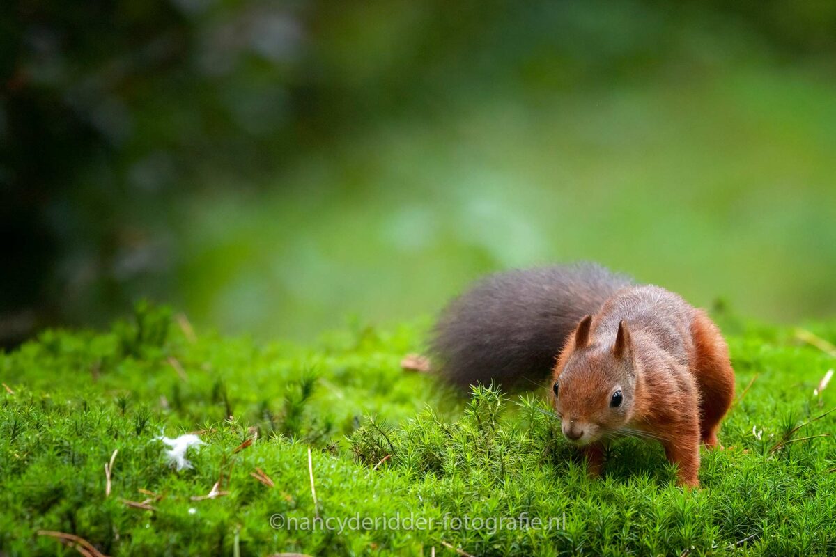 eekhoorn, rode-eekhoorn, red-squirrel