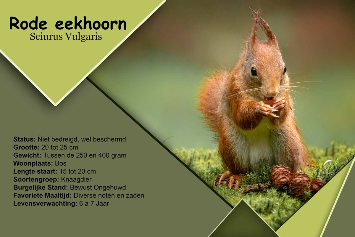 eekhoorn, rode-eekhoorn, paspoort
