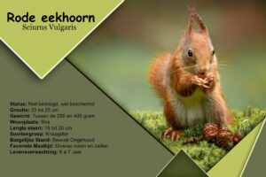 eekhoorn, rode-eekhoorn, paspoort
