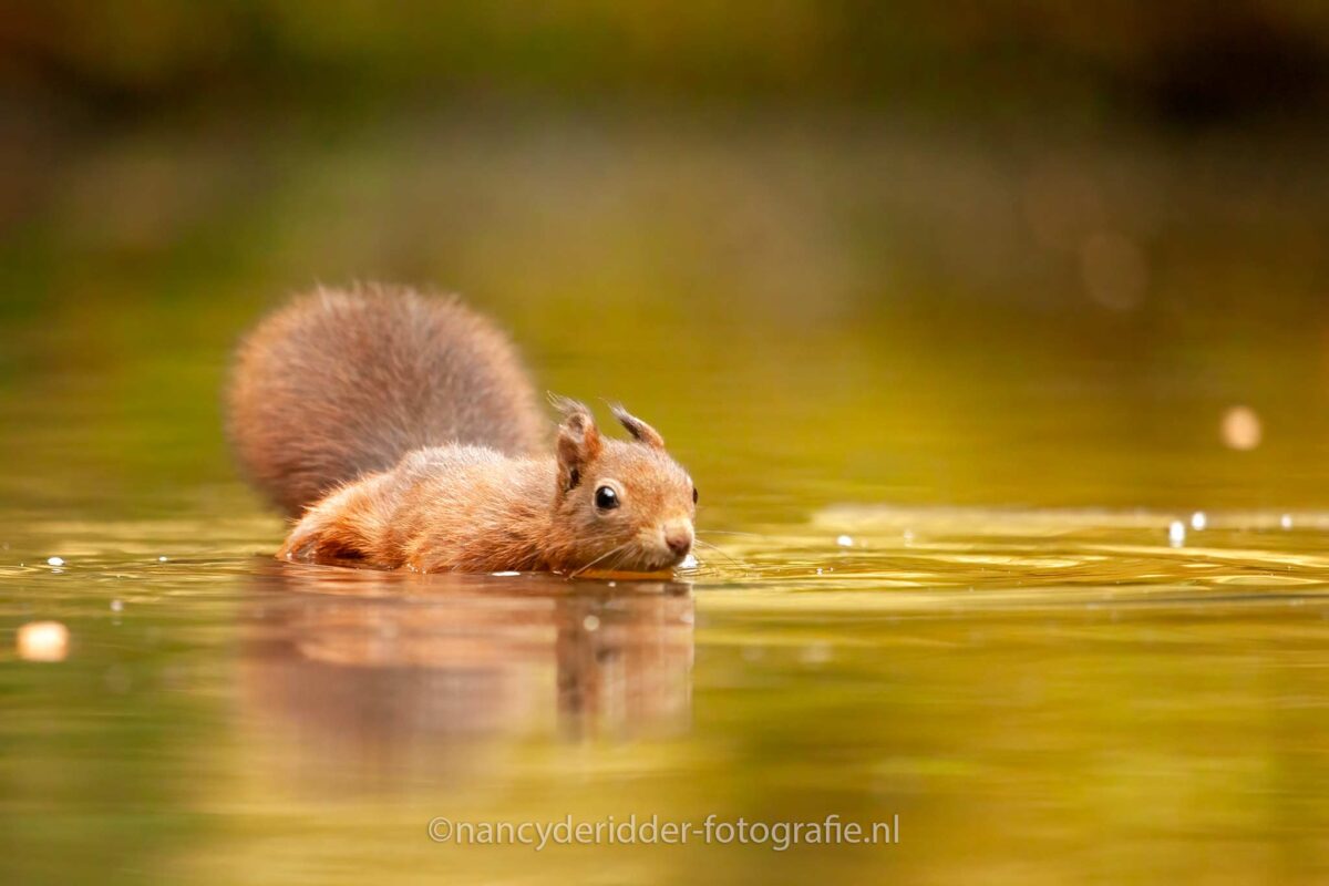 eekhoorn, rode-eekhoorn, zwemmende-eekhoorn