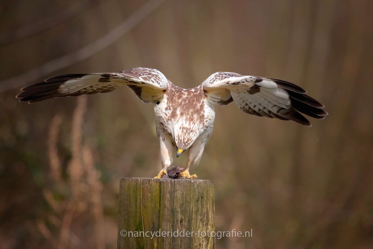 blonde buizerd, buizerd, witte-buizerd, roofvogels, vrije-natuur, vogelhut-vuren