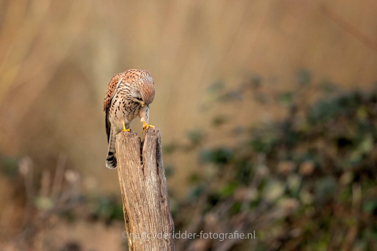 torenvalk, muis, roofvogel, vogelhut-vuren