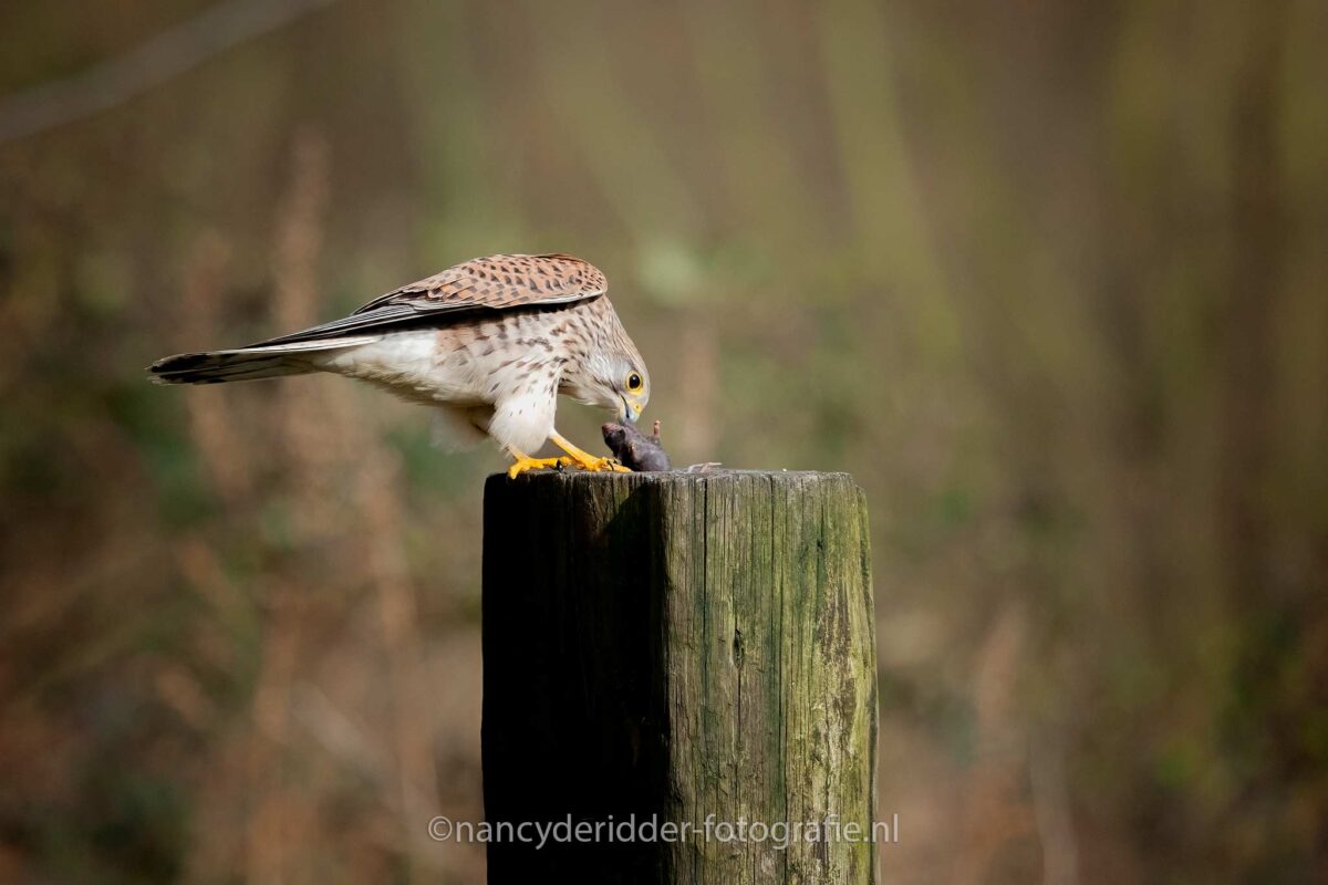 torenvalken, muis, prooi, vogelhut, vuren