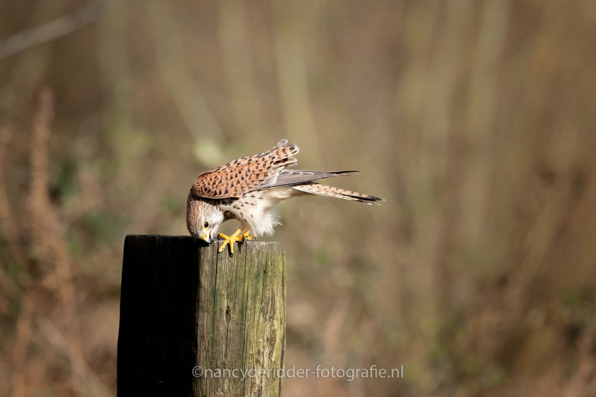 torenvalken, natuur, roofvogels, vogelhut, vuren
