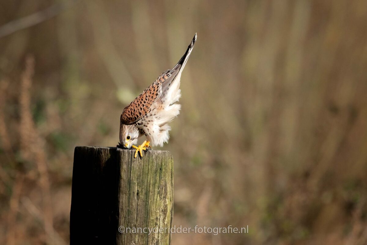 torenvalken, natuur, roofvogels, vogelhutvuren
