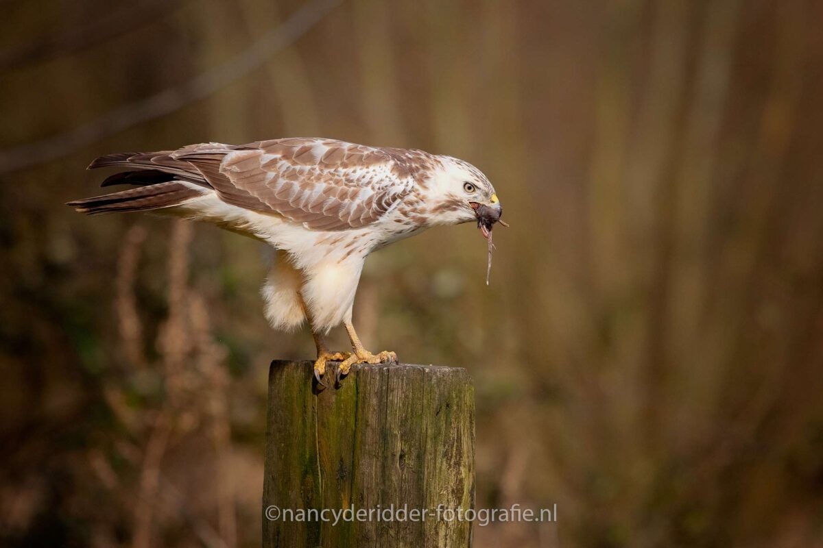blonde buizerd, buizerd, witte-buizerd, roofvogels, vrije-natuur, vogelhut-vuren
