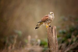 torenvalken, vogelhut, vuren, roofvogels, natuurfotografie