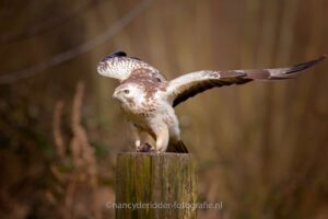 buizerd, blond, witte-buizerd, roofvogel