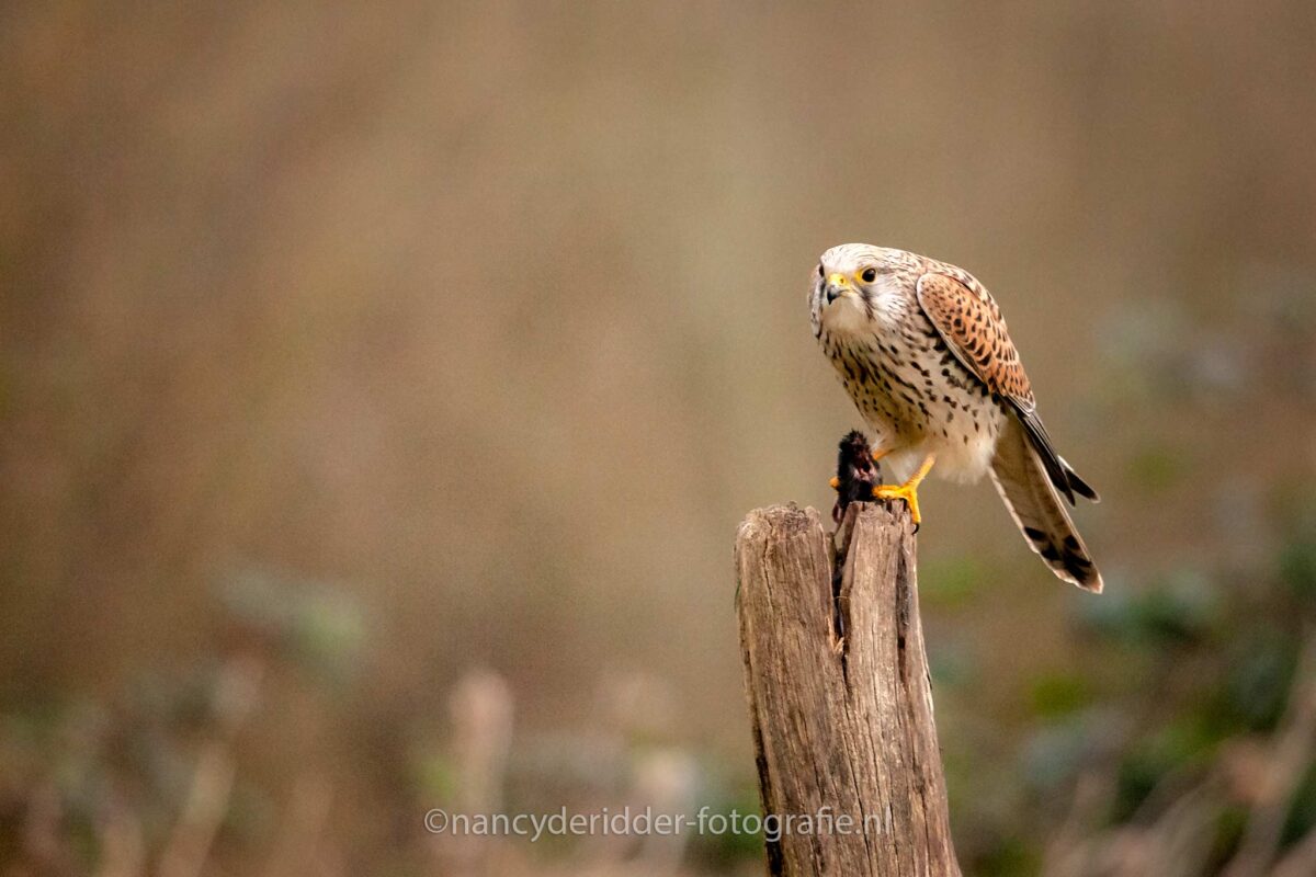 torenvalk, vuren, vogelhut, muis-gevangen