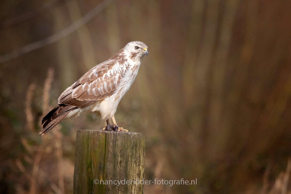 blonde buizerd, buizerd, witte-buizerd, roofvogels, vrije-natuur, vogelhut-vuren