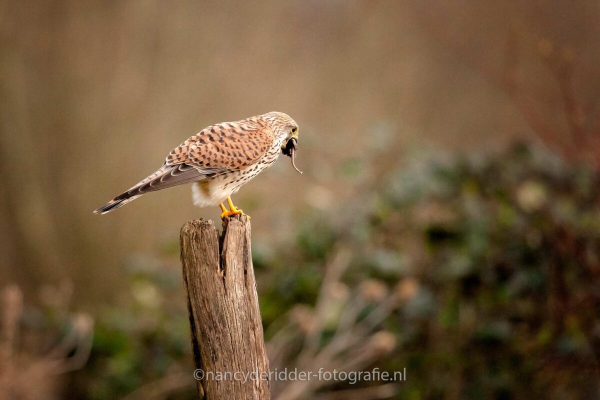 torenvalk, vuren, vogelhut, muis-gevangen
