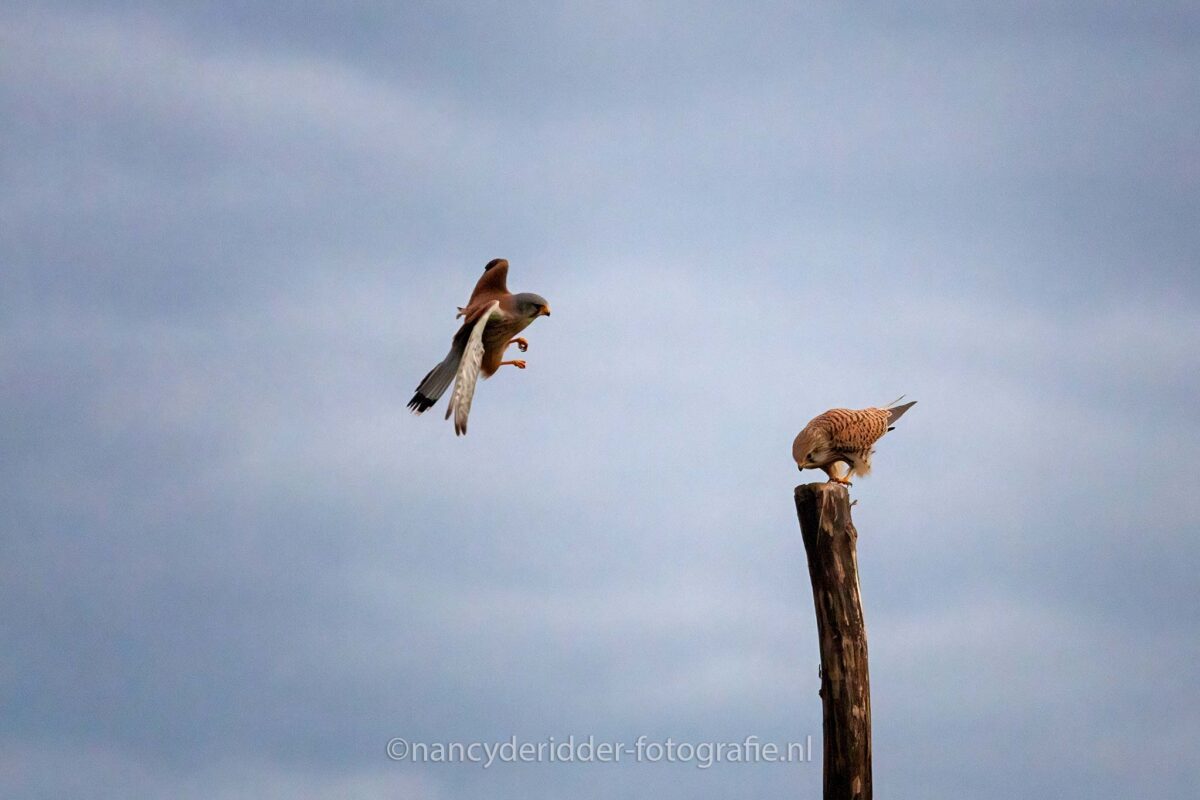 torenvalken, paring, vogelhut-vuren, lente