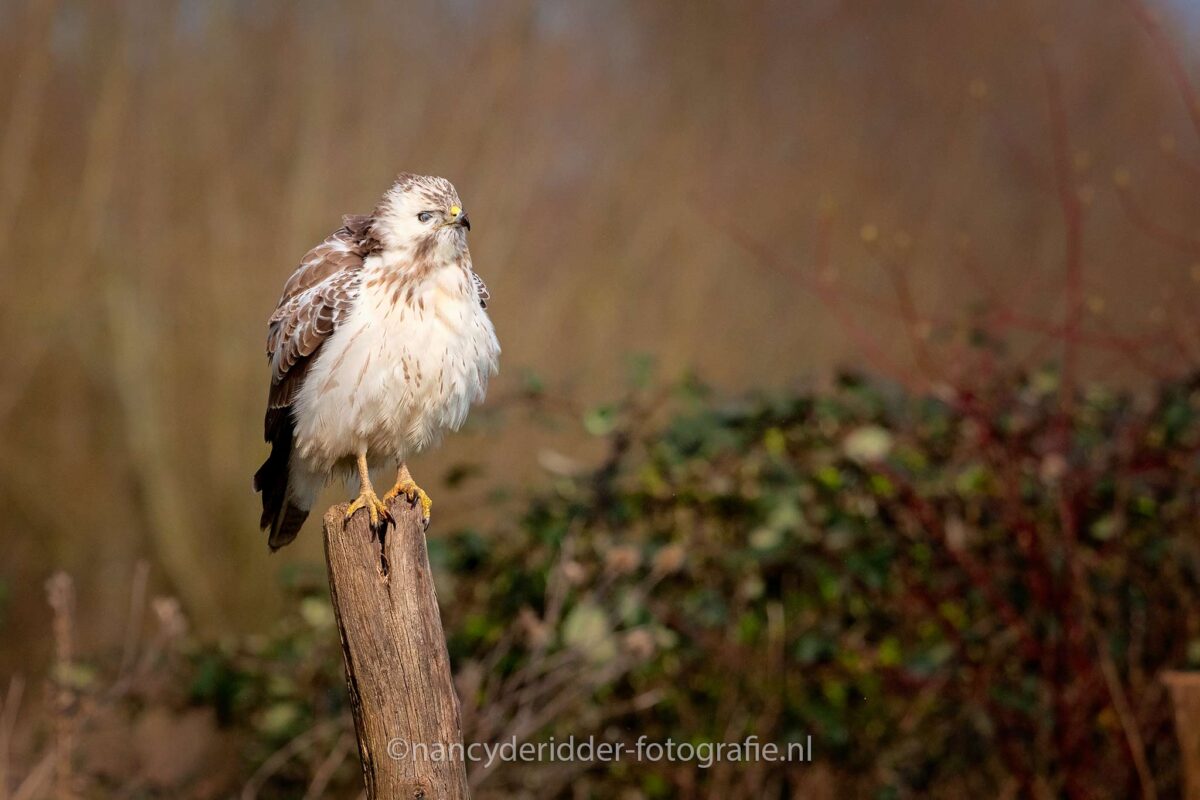 blonde-buizerd, buizerd, witte-buizerd, roofvogels, vrije-natuur, vogelhut-vuren
