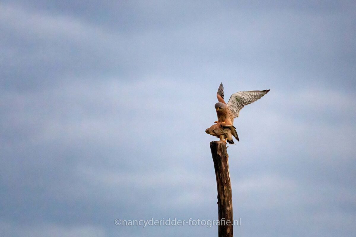torenvalken, paring, vogelhut-vuren, lente