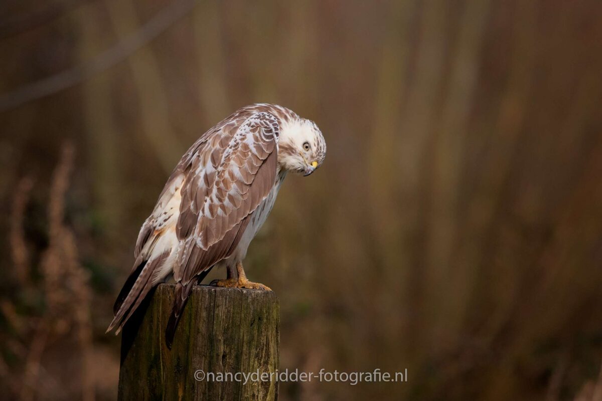 blonde-buizerd, buizerd, witte-buizerd, roofvogels, vrije-natuur, vogelhut-vuren