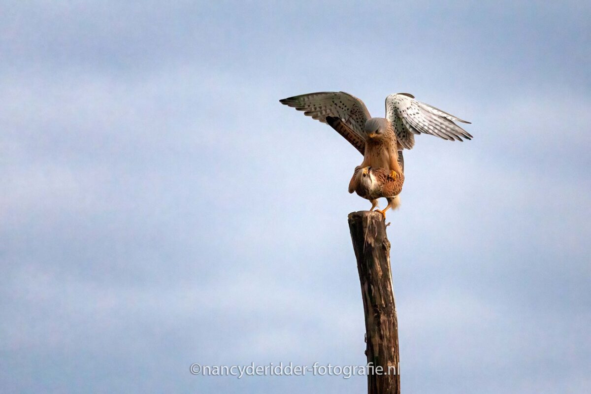 paring-torenvalken, lente, torenvalken, vogelhut-vuren