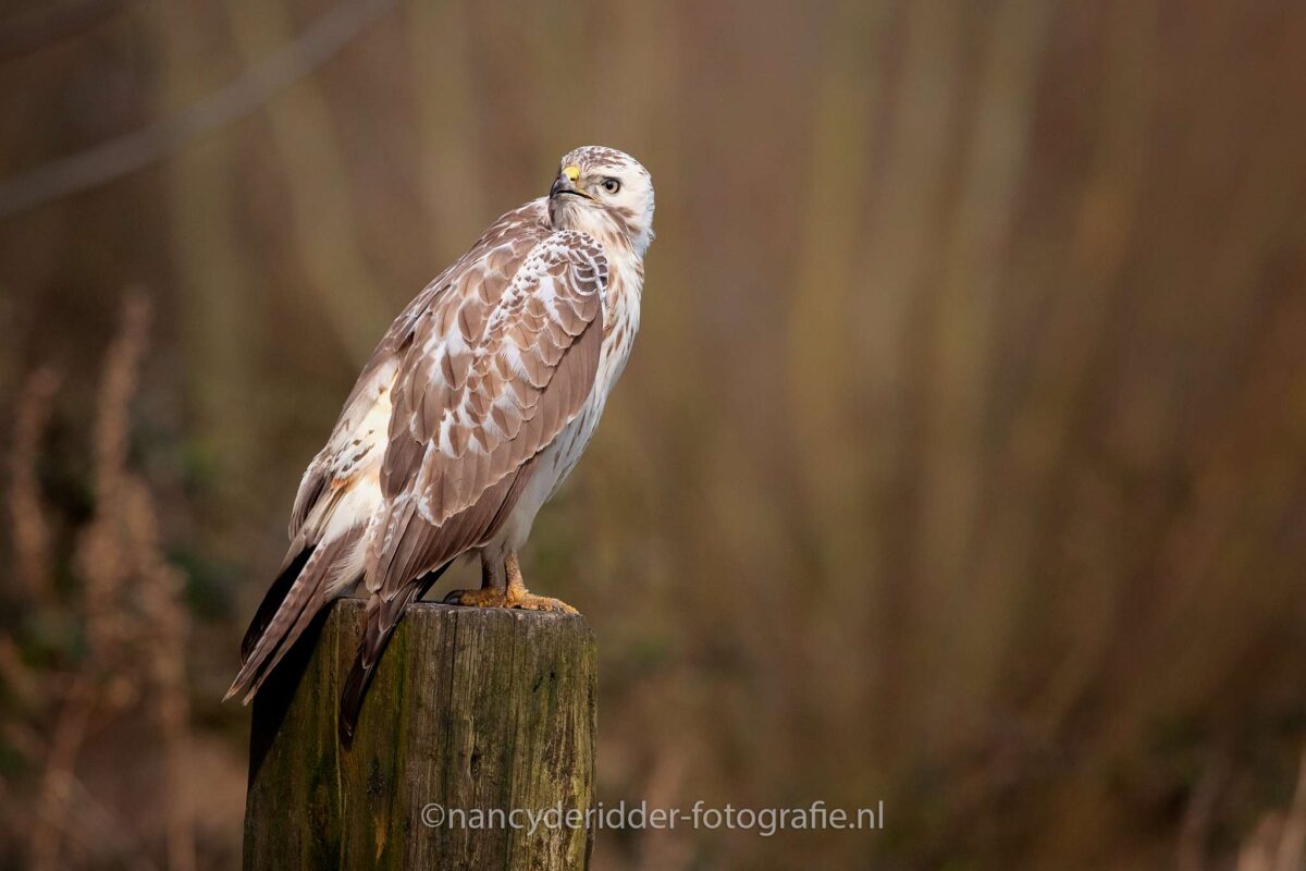 blonde-buizerd, buizerd, witte-buizerd, roofvogels, vrije-natuur, vogelhut-vuren