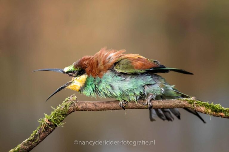 bijeneter, angry-bird, vogels, vrije-natuur
