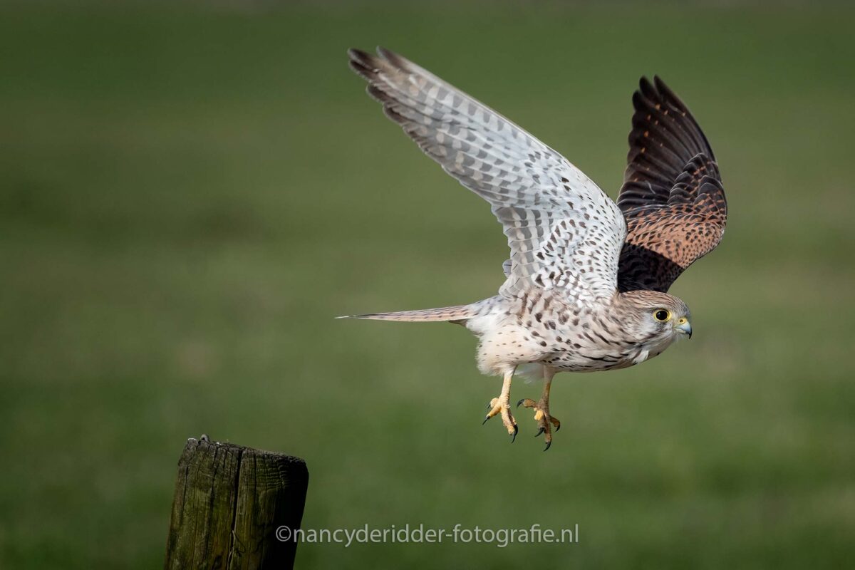 vliegbeelden, torenvalk, alblasserwaard, vleugels