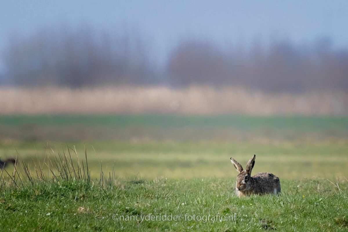 hazen, alblasserwaard, weidevogelhuijs, weiland, grote-oren