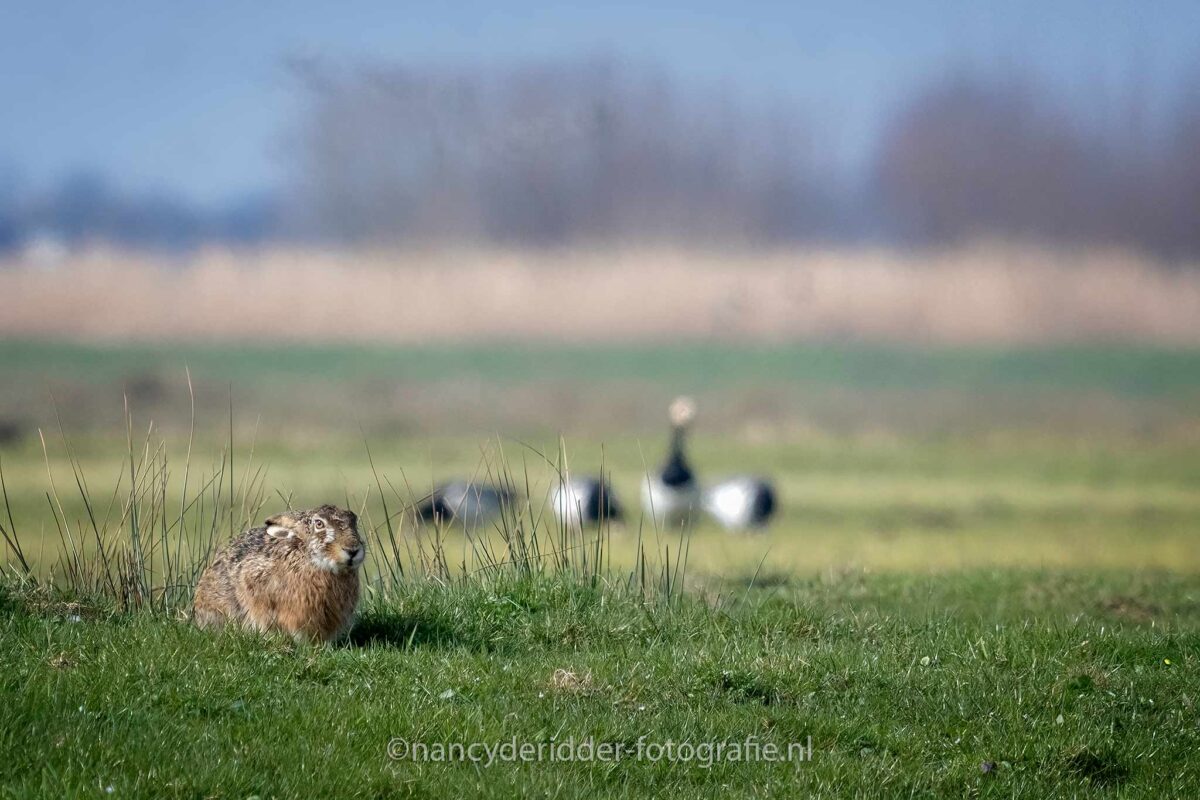 hazen, alblasserwaard, weidevogelhuijs, weiland, grote-oren