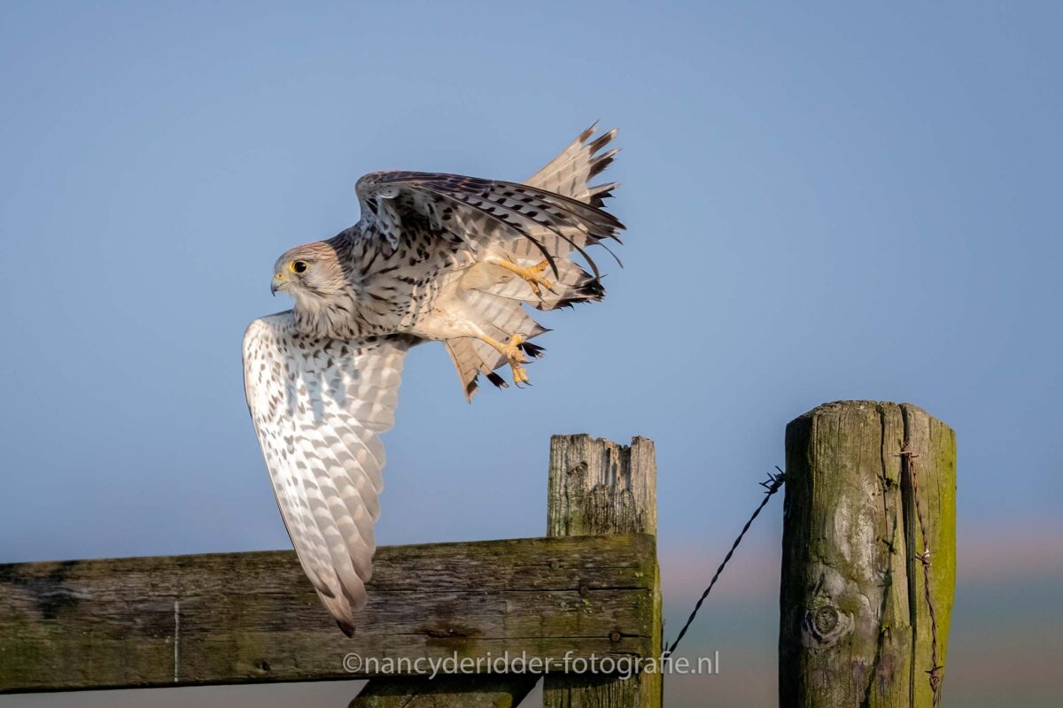 torenvalk, broedseizoen, lente, weidevogelhuijs, natuurfotografie