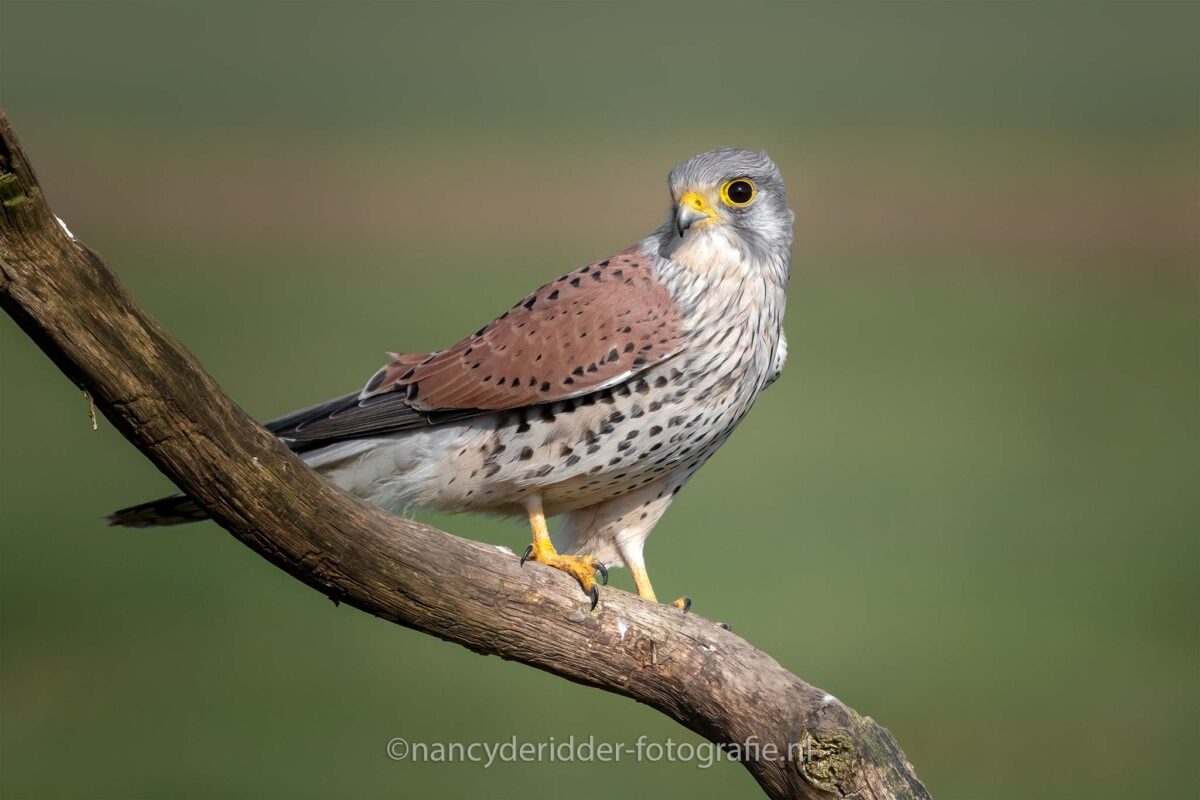torenvalken, weidevogelhuijs, vogelhut, lente, alblasserwaard