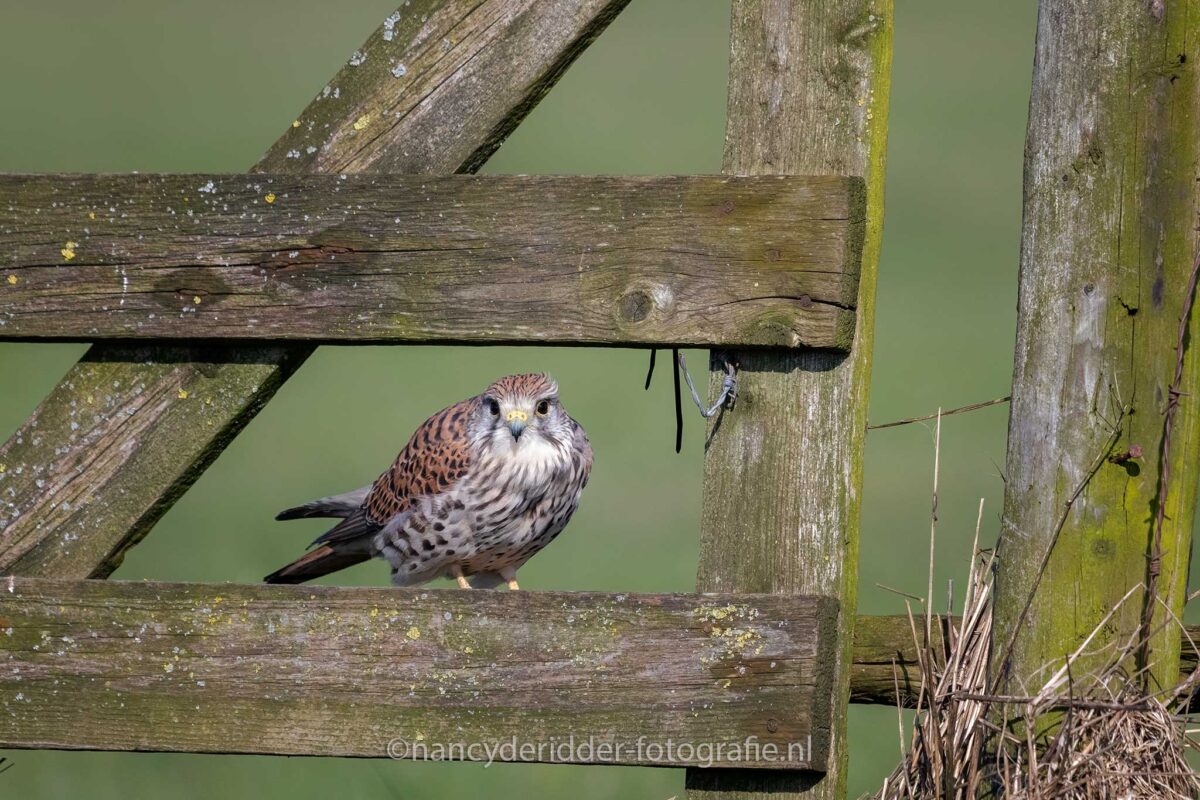 torenvalken, weidevogelhuijs, vogelhut, lente, alblasserwaard