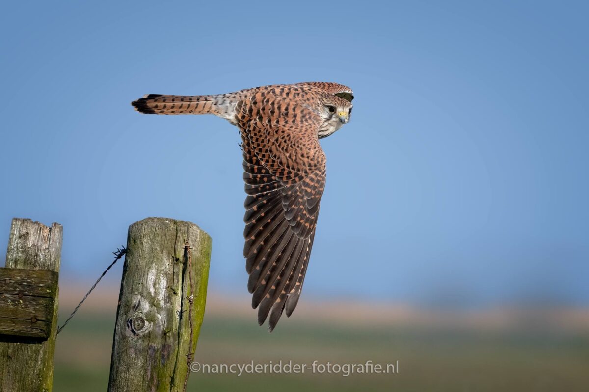 vliegbeelden, torenvalk, alblasserwaard, vleugels