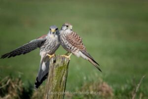 torenvalken, weidevogelhuijs, alblasserwaarde, lente