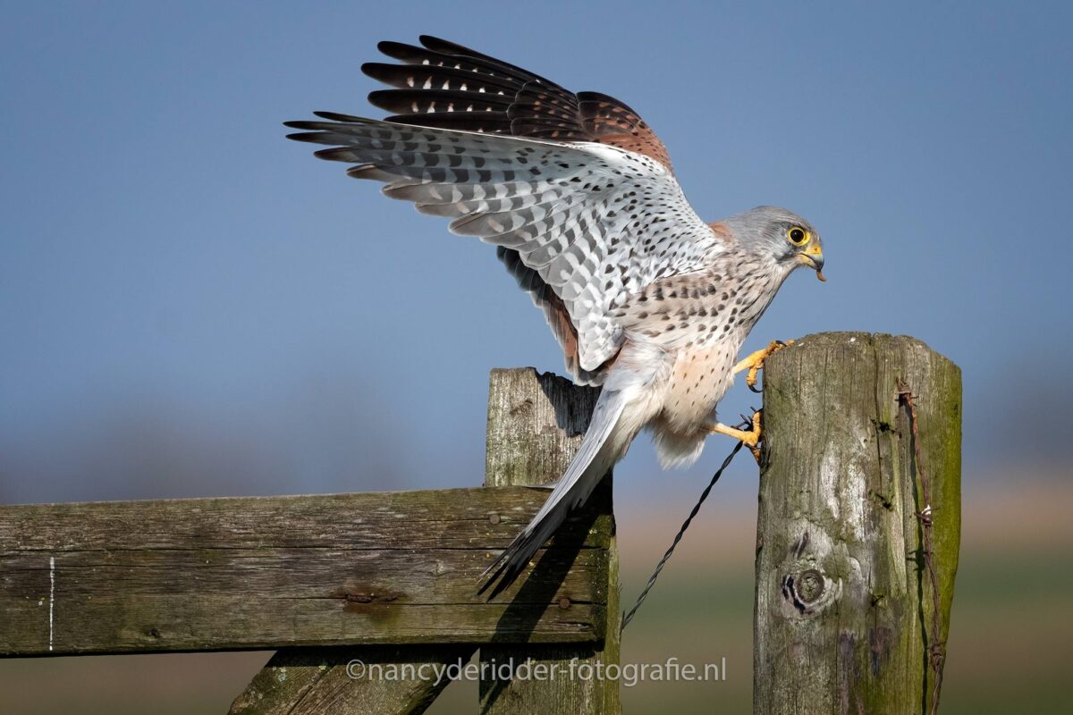 torenvalken, weidevogelhuijs, vogelhut, lente, alblasserwaard