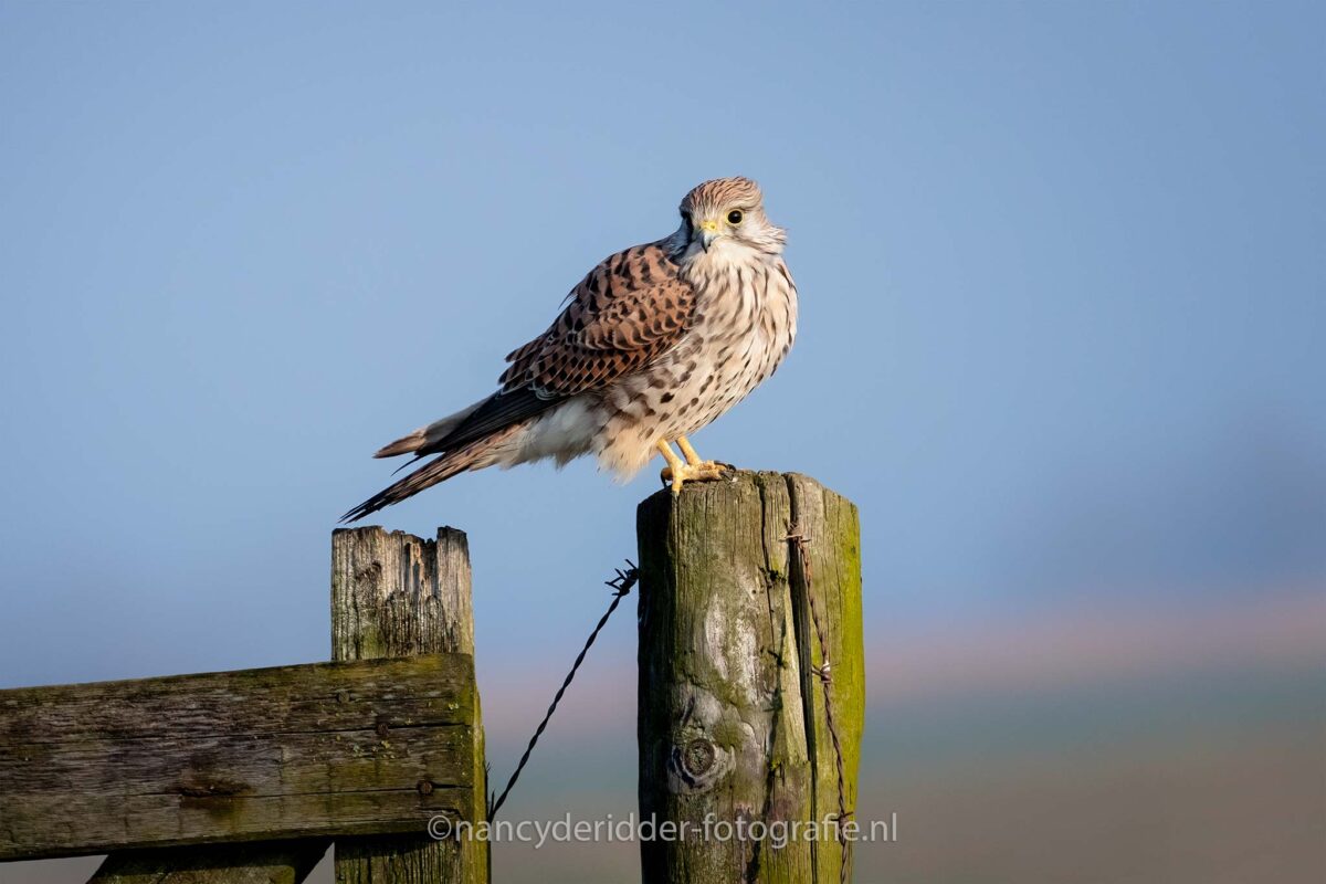 torenvalken, weidevogelhuijs, vogelhut, lente, alblasserwaard