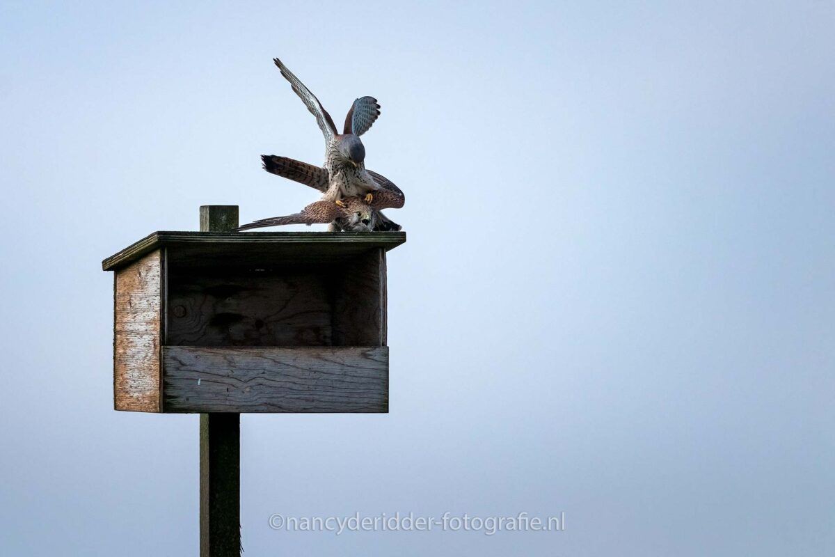 paring-torenvalken, liefde, blauwe-lucht, nestkast, weidevogelhuis