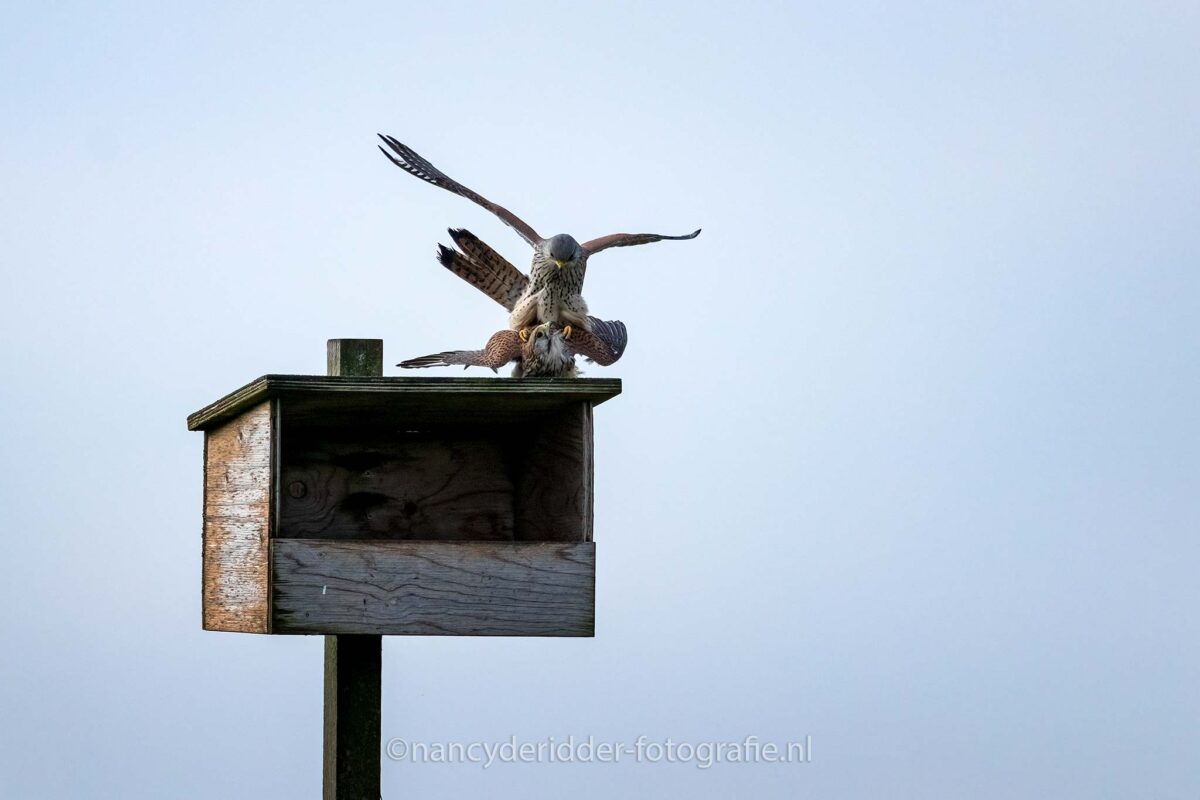 paring-torenvalken, liefde, blauwe-lucht, nestkast, weidevogelhuis