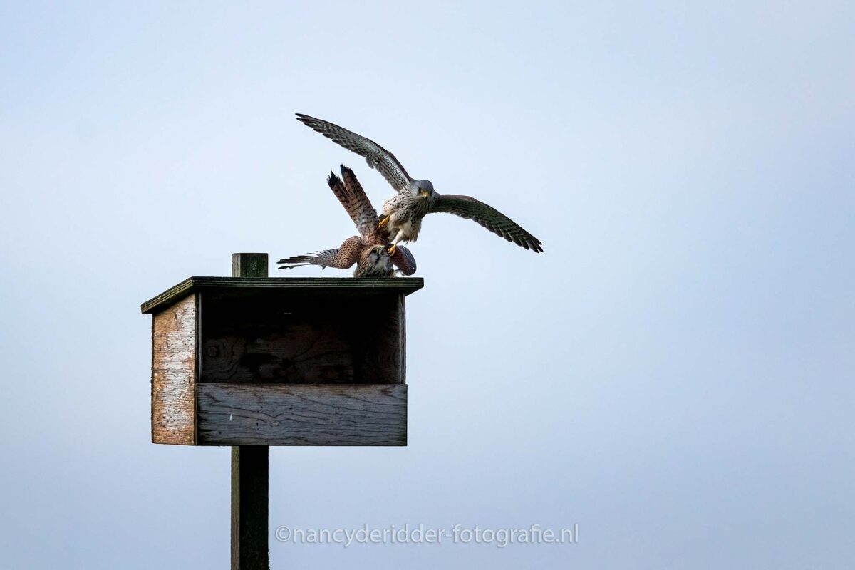 paring-torenvalken, liefde, blauwe-lucht, nestkast, weidevogelhuis