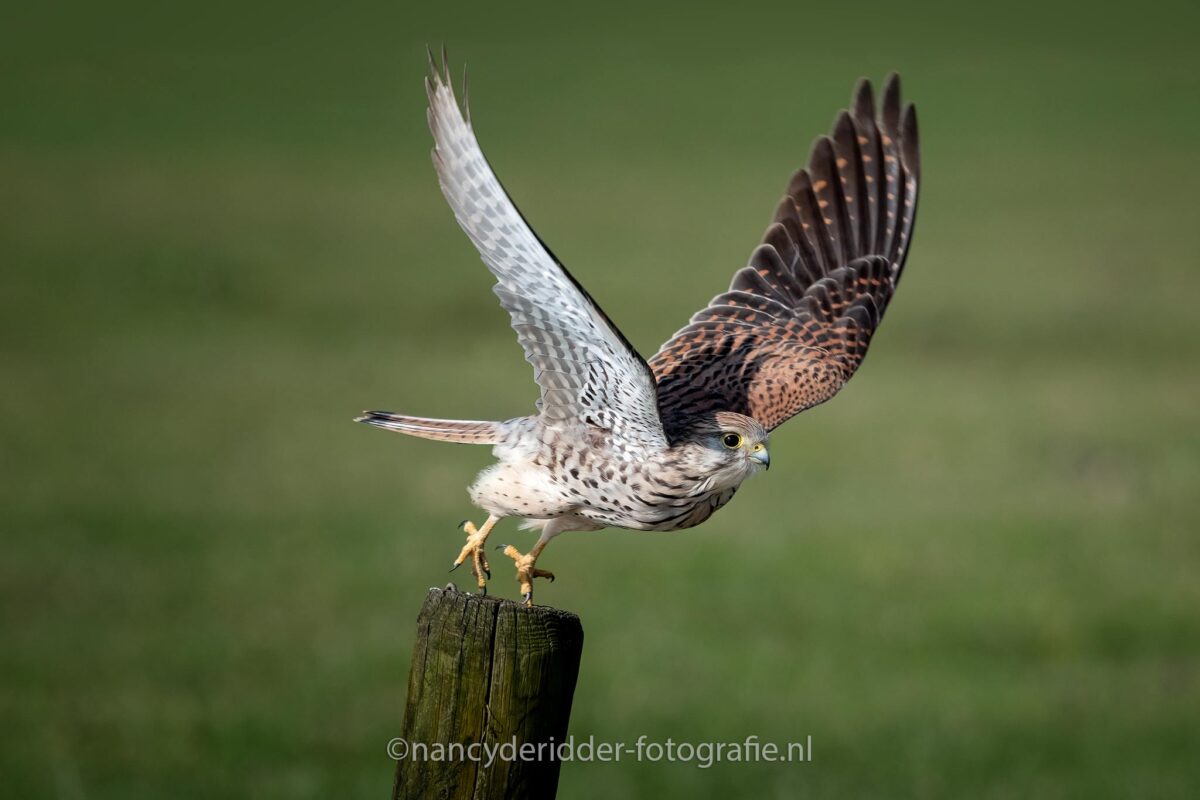 vliegbeelden, torenvalk, alblasserwaard, vleugels
