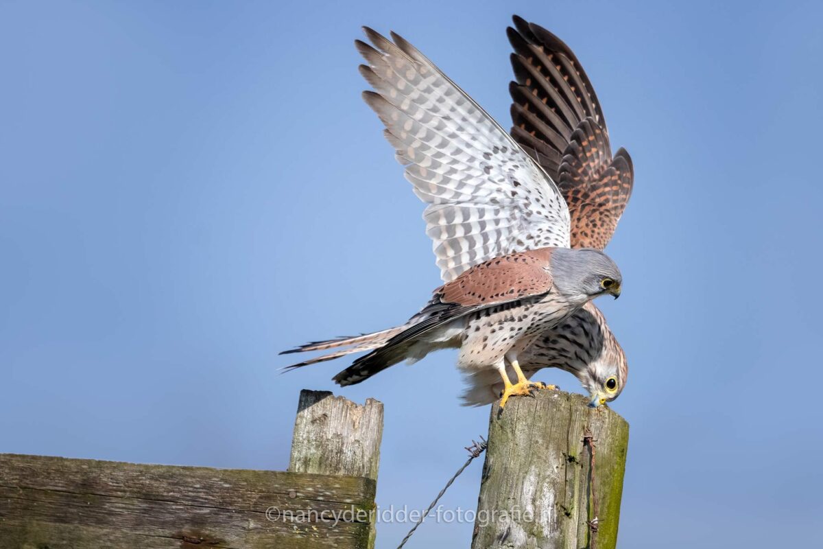 torenvalken, koppeltje, liefde, lente, samen, weidevogelhuis