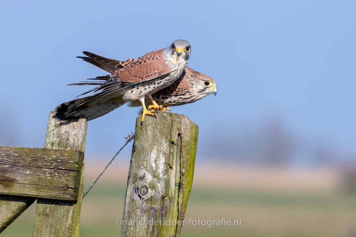 torenvalken, koppeltje, liefde, lente, samen, weidevogelhuis