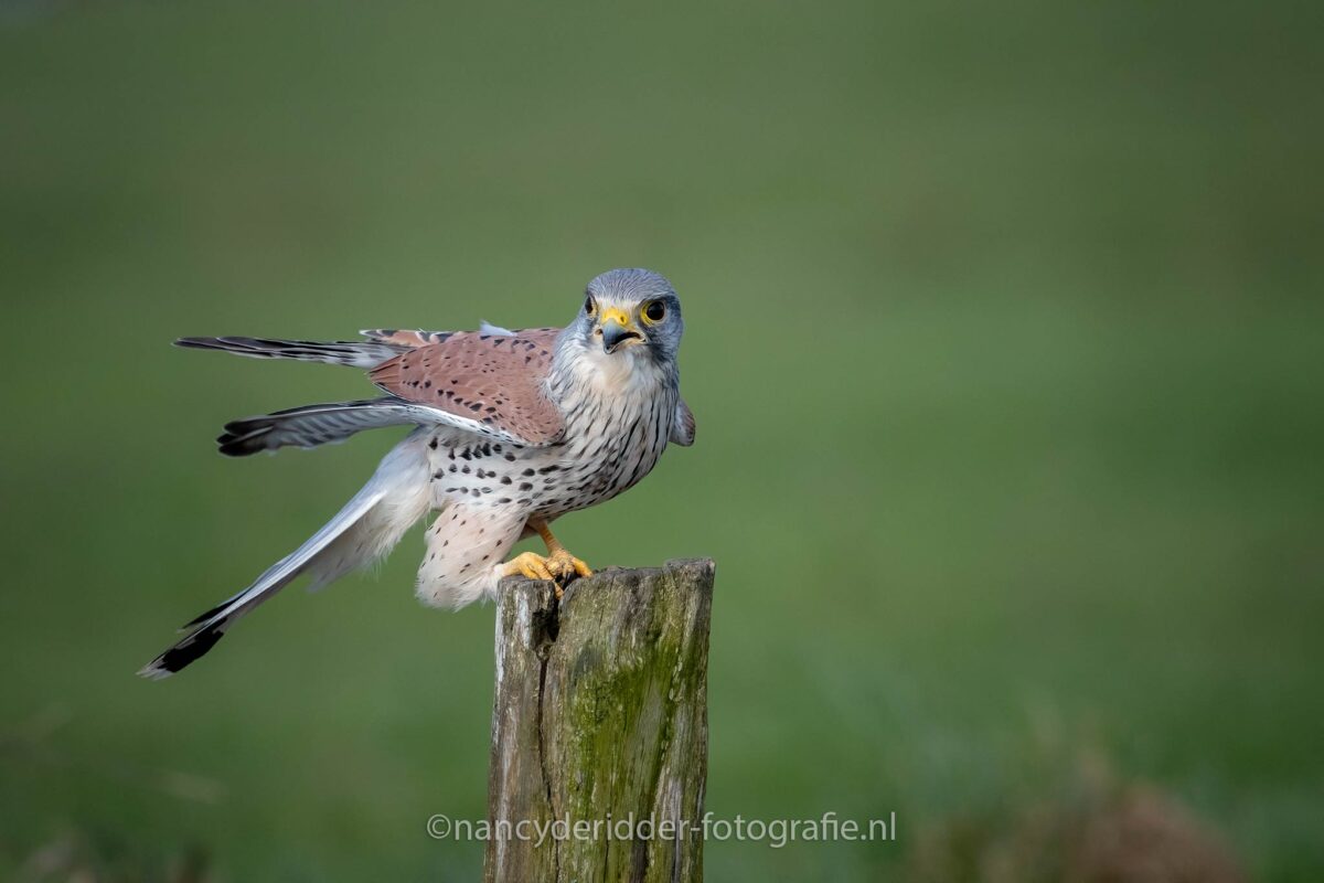 torenvalk, broedseizoen, lente, weidevogelhuijs, natuurfotografie