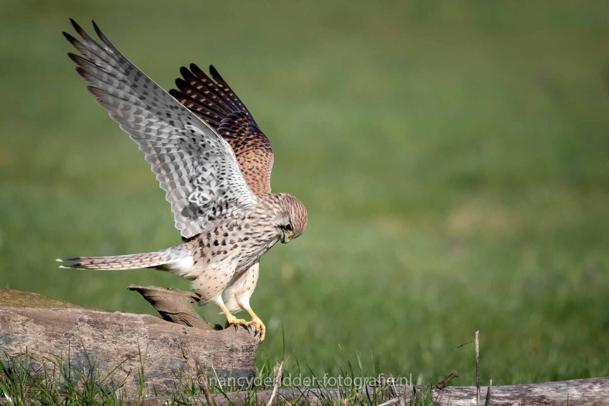 torenvalk, vogelhut-weidevogelhuijs, alblasserwaard, vleugels